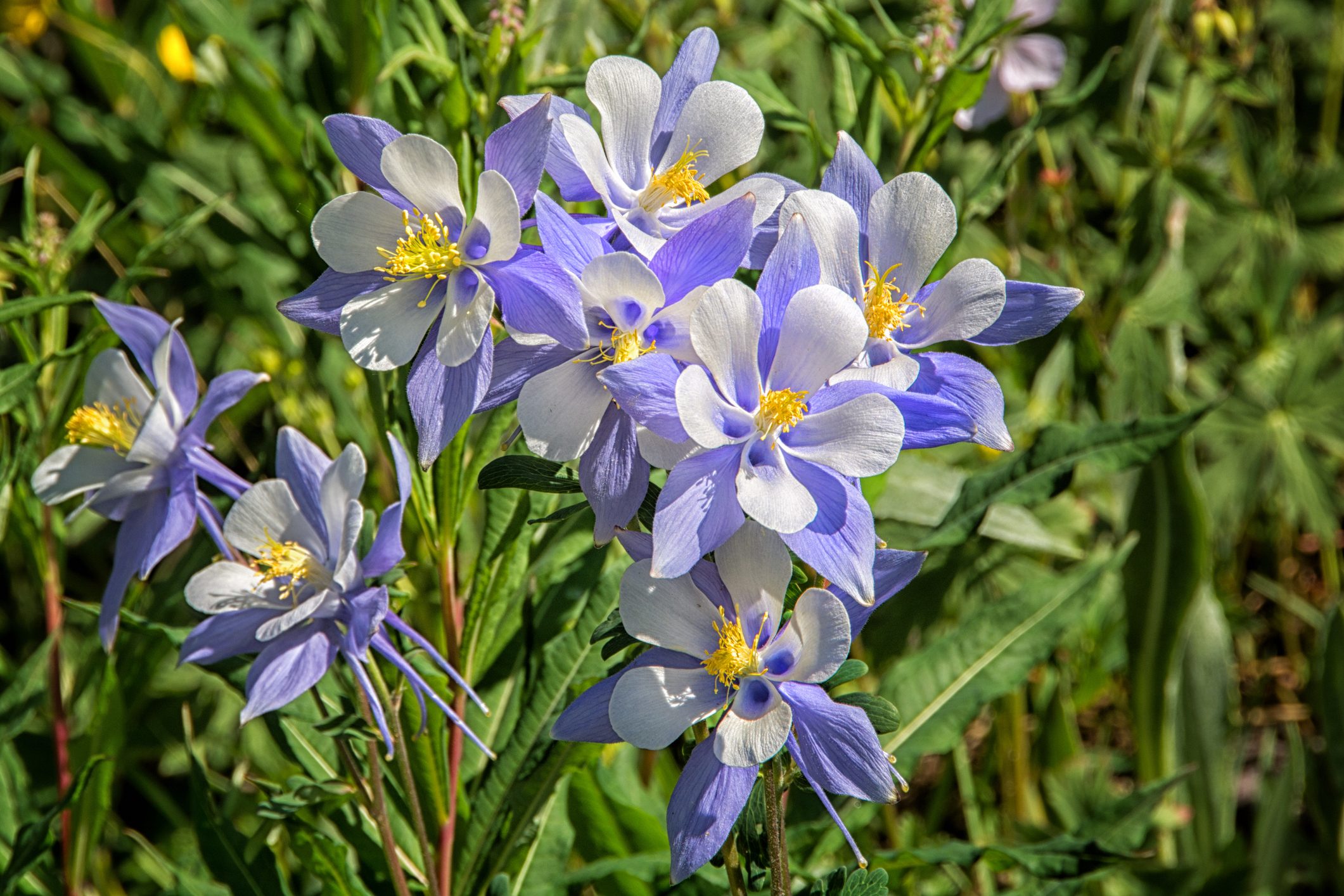 Wild Mountain Columbines