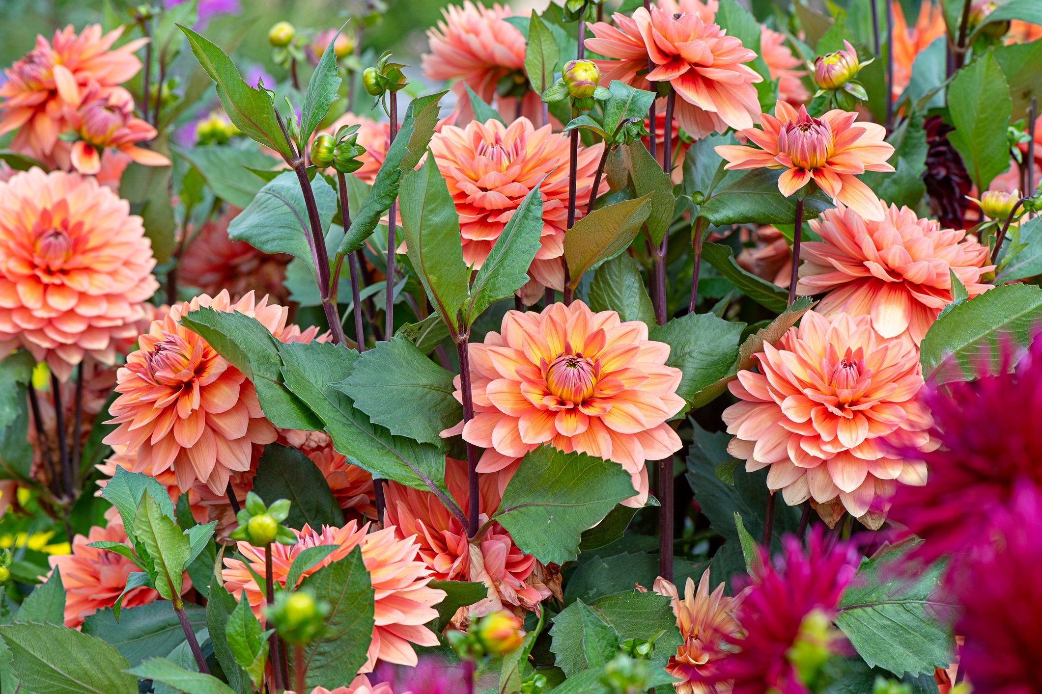 Close-up image of the beautiful summer flowering orange 'Waterlily' Dahlias and buds in soft sunshine