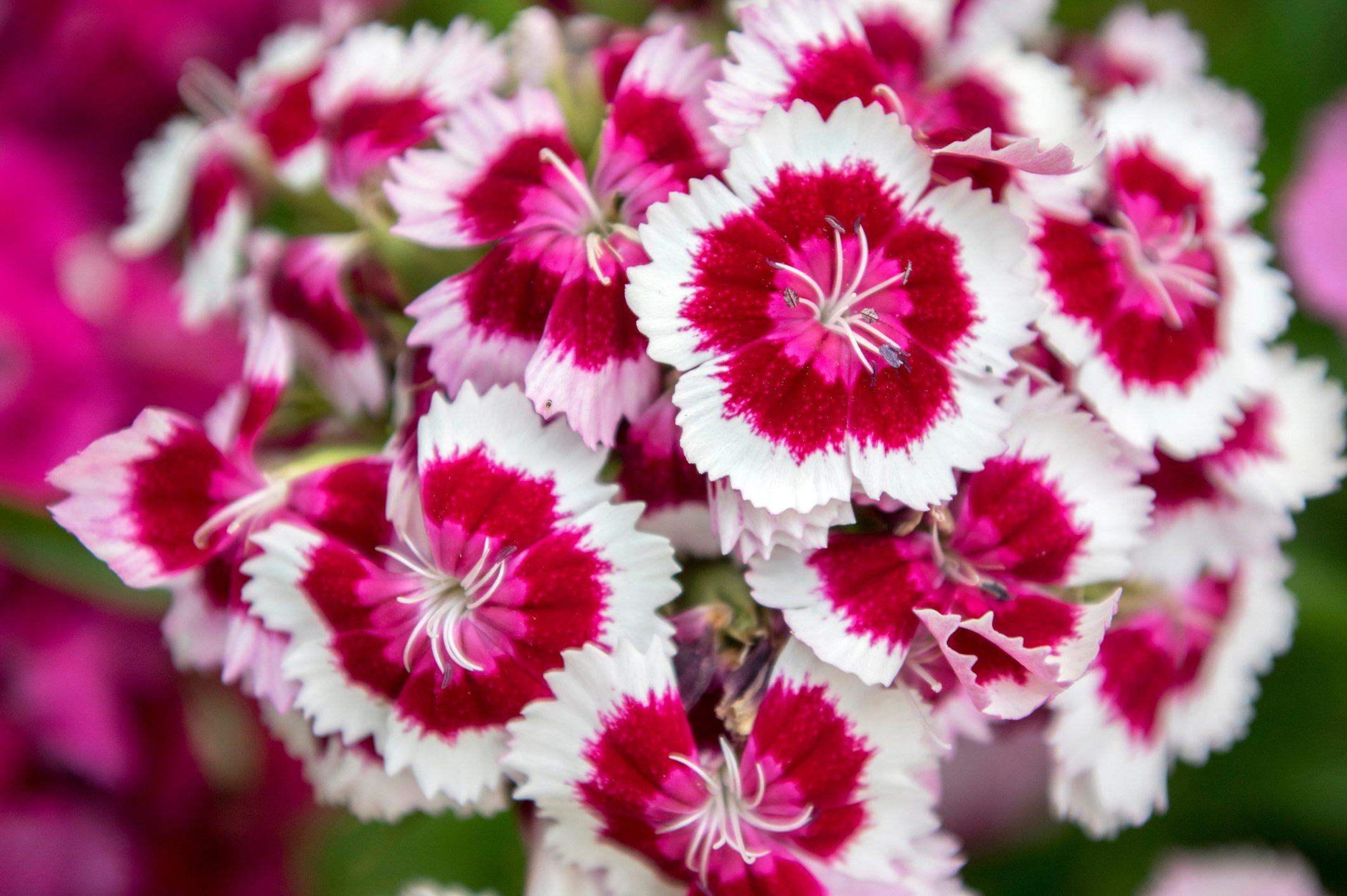 Dianthus barbatus in bloom, dark purple flowers with white edge