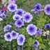 Are Petunias Perennials?