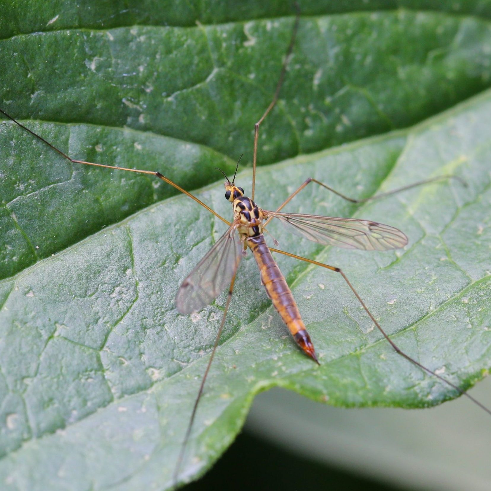 Crane Fly