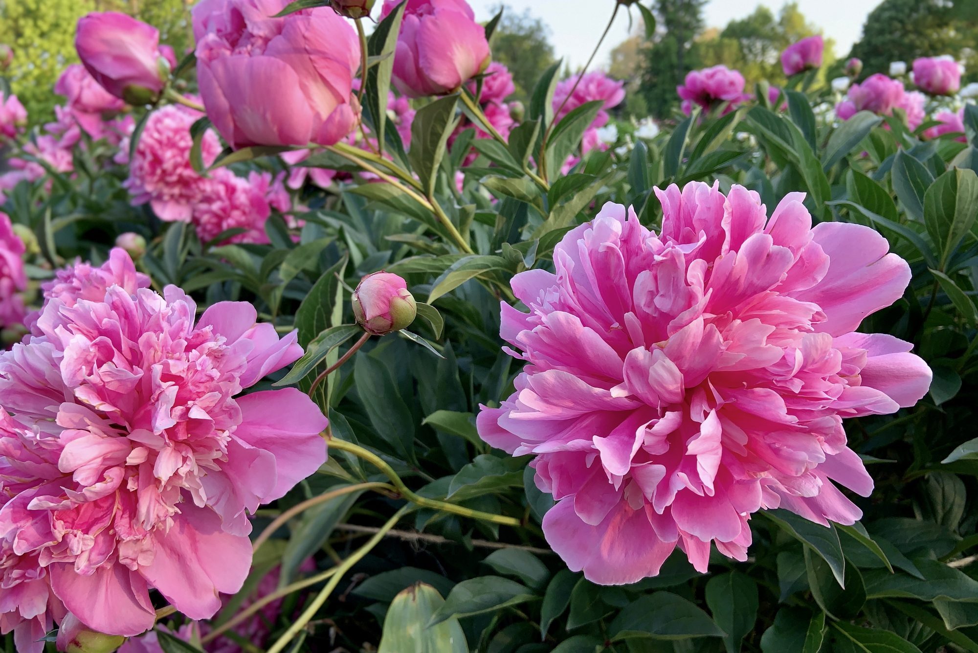 Pink Peonies Beginning their Bloom