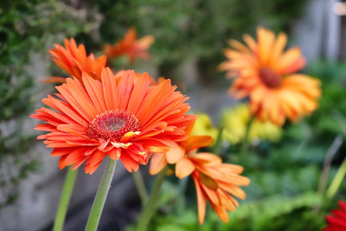 Festive Gerberas