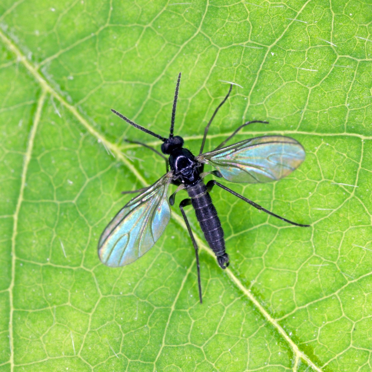 Dark-winged fungus gnat, Sciaridae on a green leaf, these insects are often found inside homes