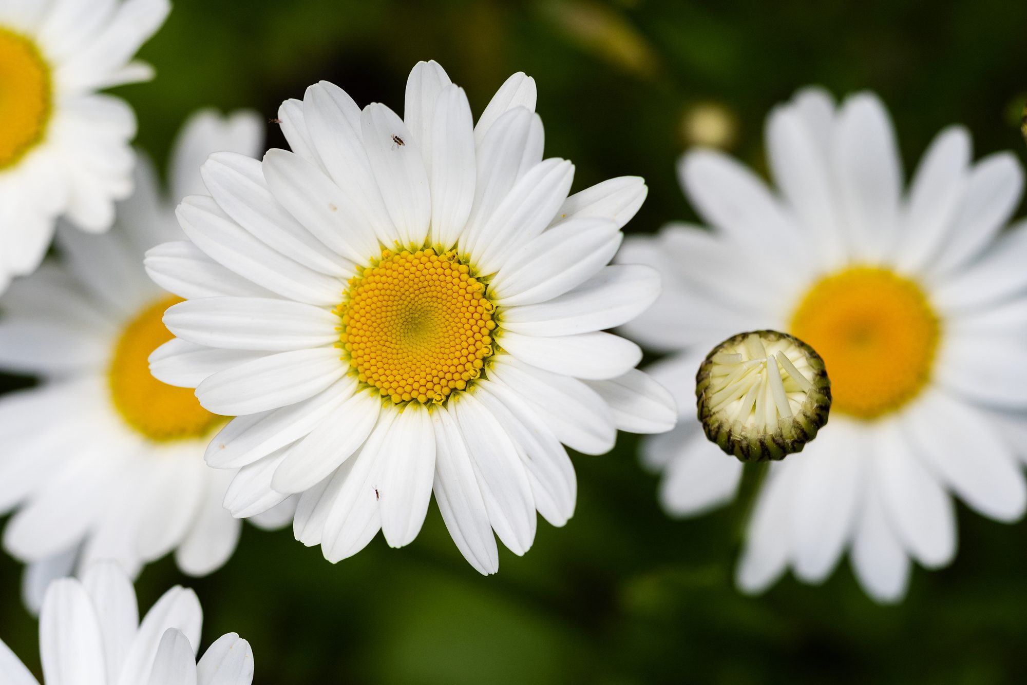 Daisy flowers in garden close-up