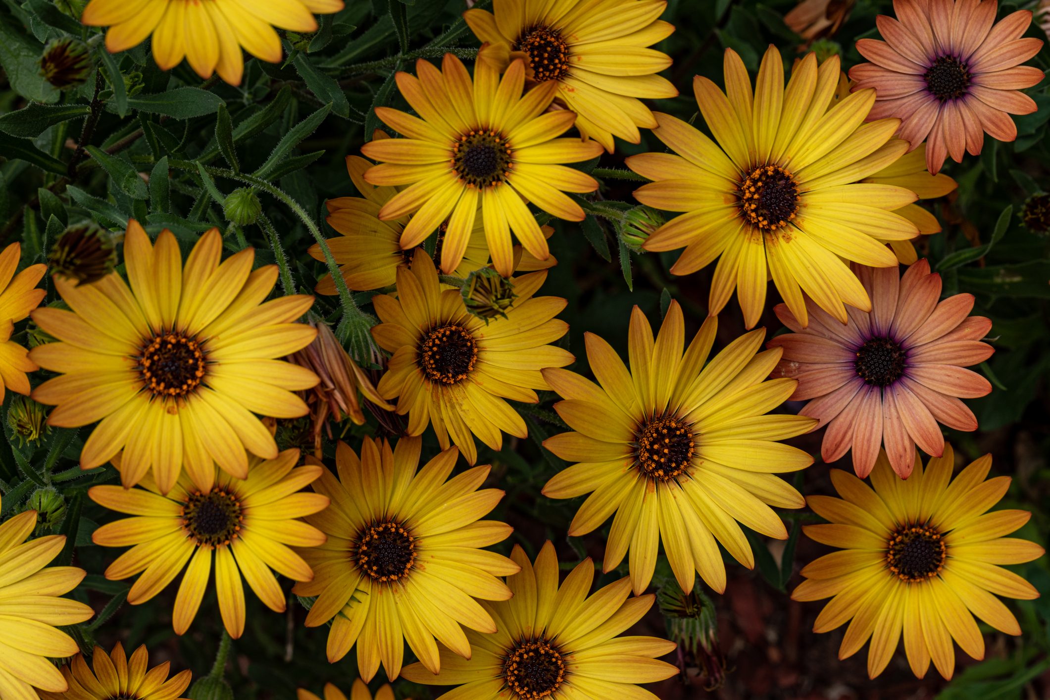 Beautiful Daisy colours in our garden,High angle view of yellow flowering plants,West Pymble,New South Wales,Australia