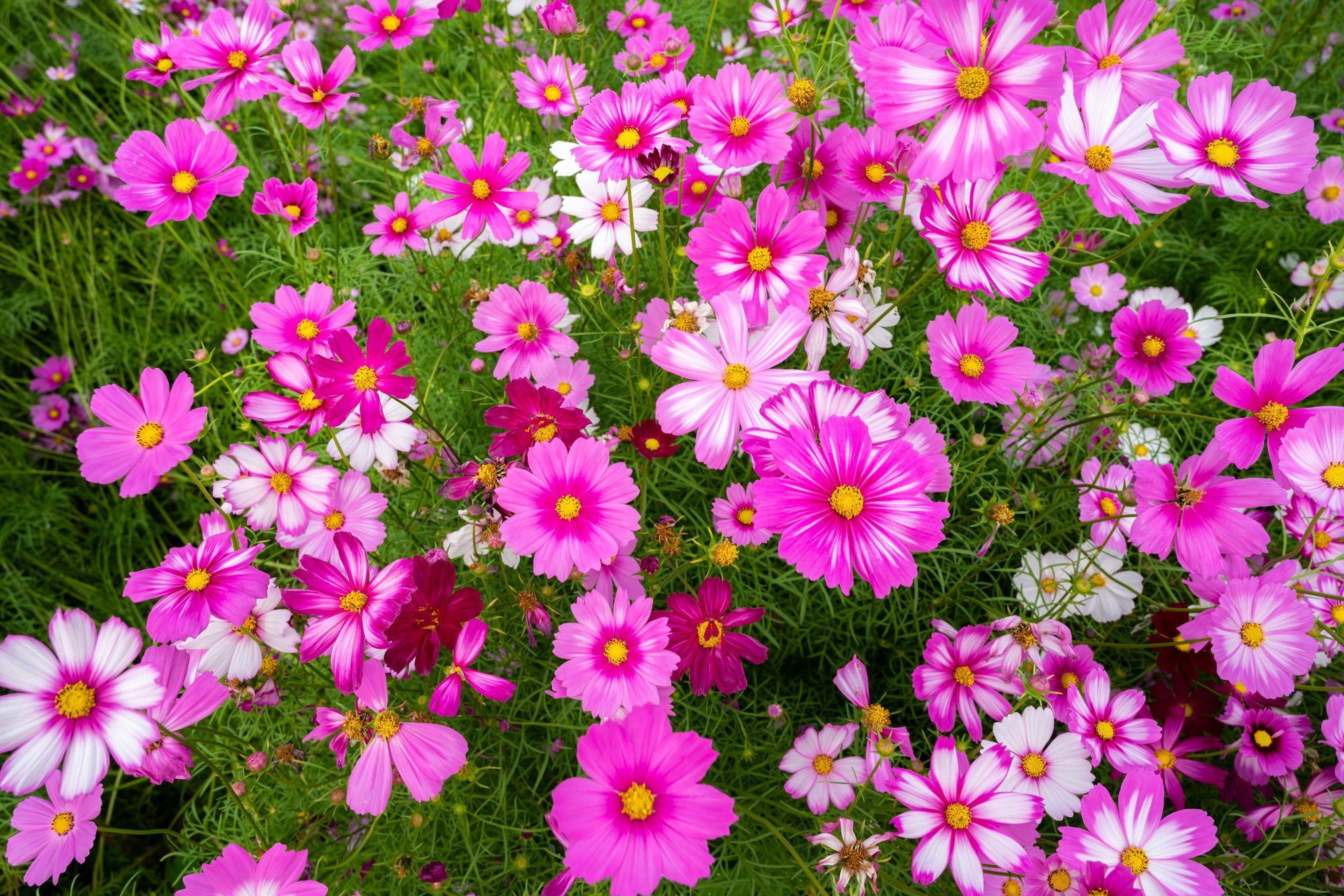 Full frame shot of Cosmos flowers blooming in the nature.