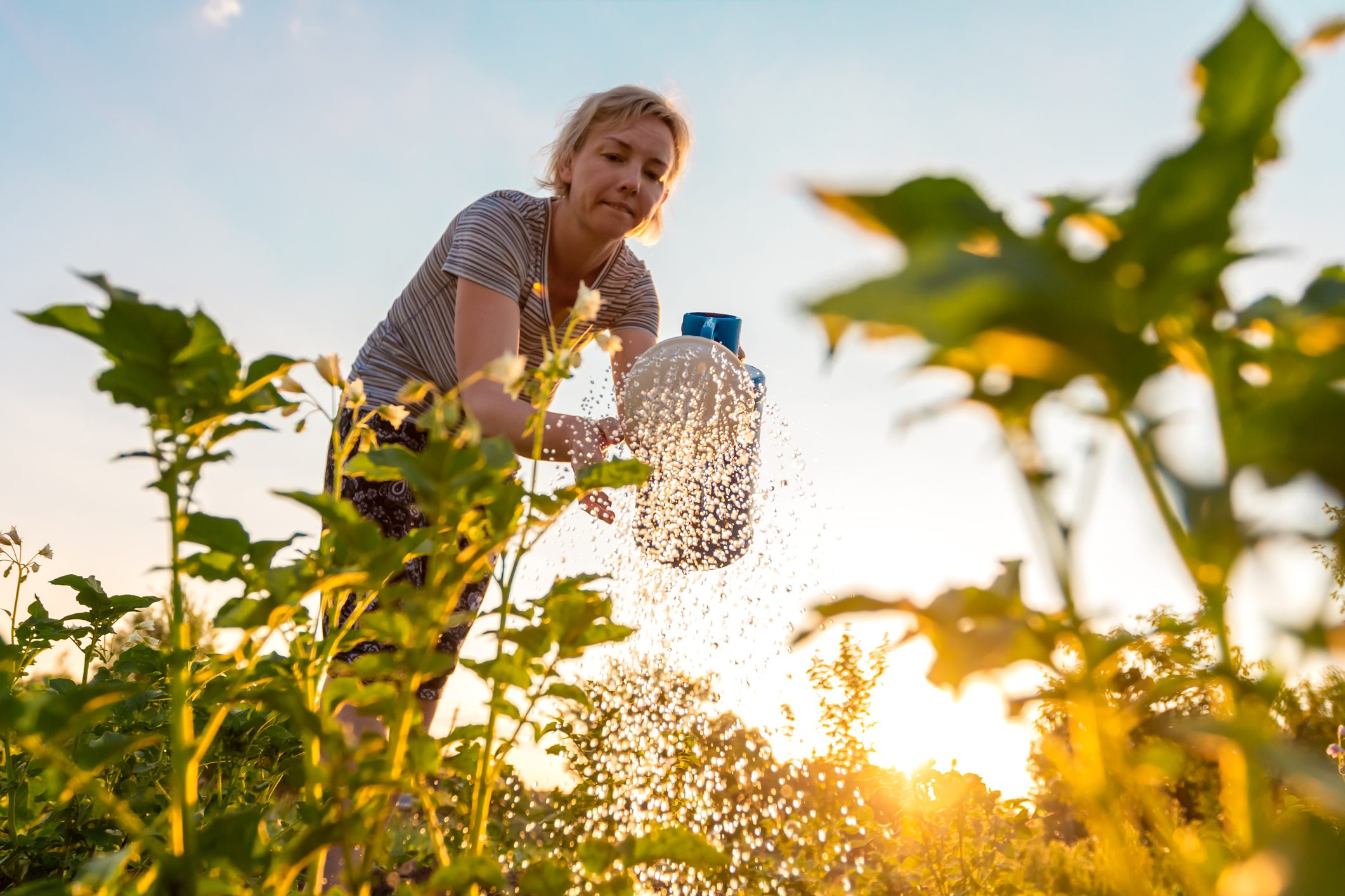 How To Water Your Vegetable Garden