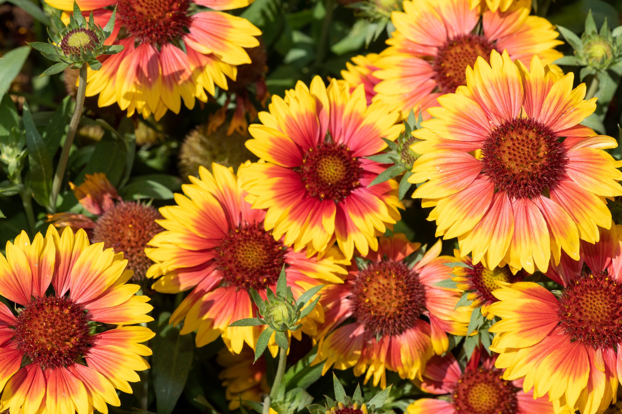 Blanket flowers (gaillardia x grandiflora)