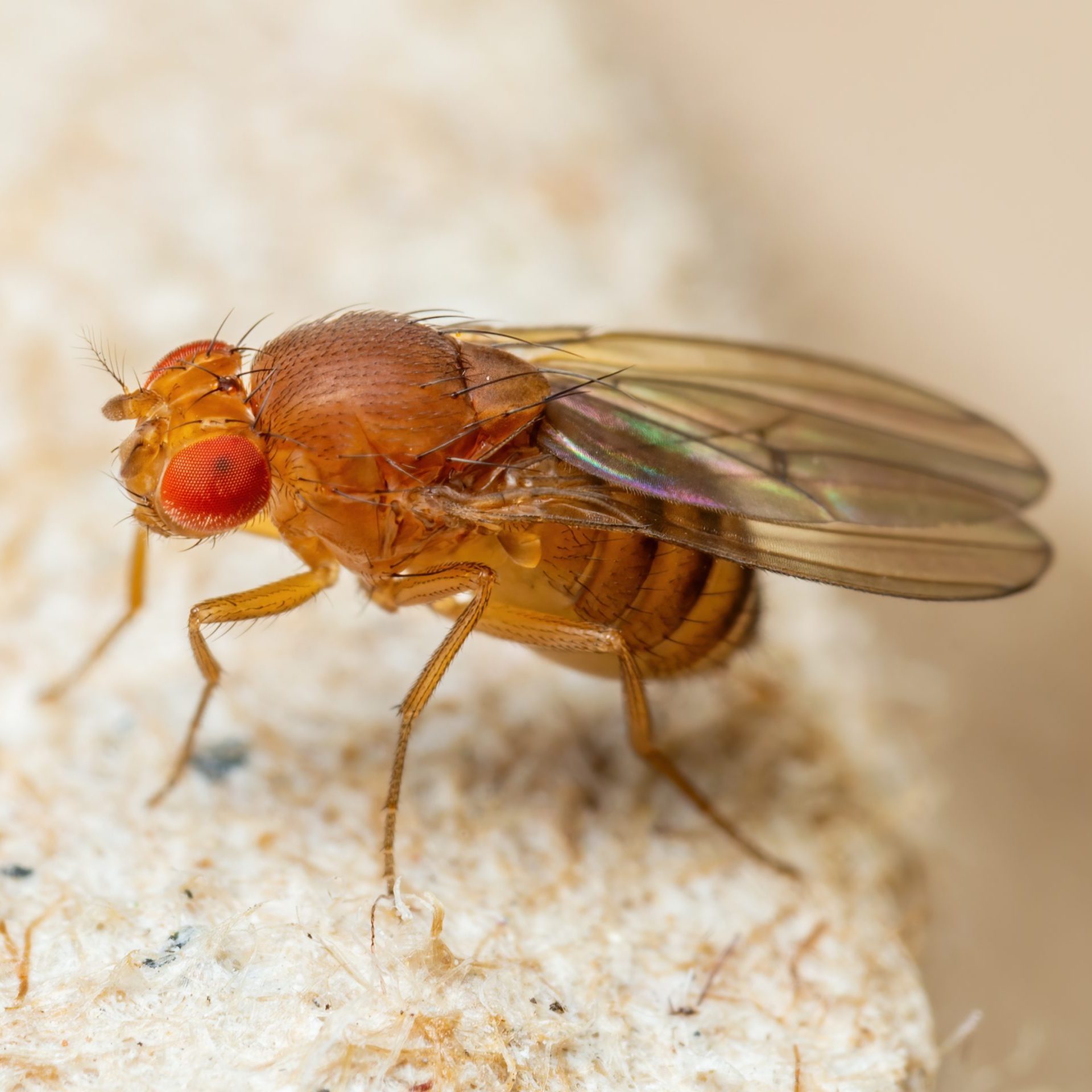 Tropical Fruit Fly Drosophila Diptera Parasite Insect Pest on Vegetable Macro