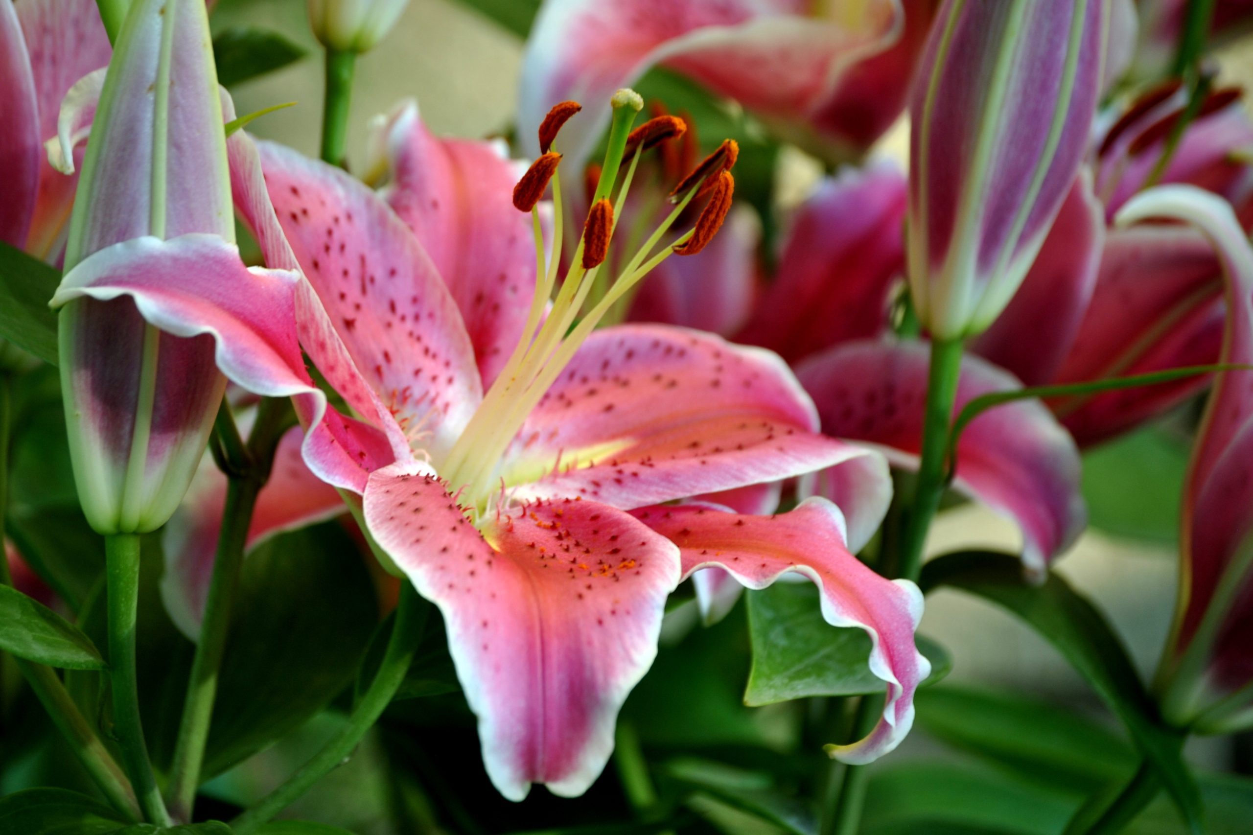 Pink Oriental Lily