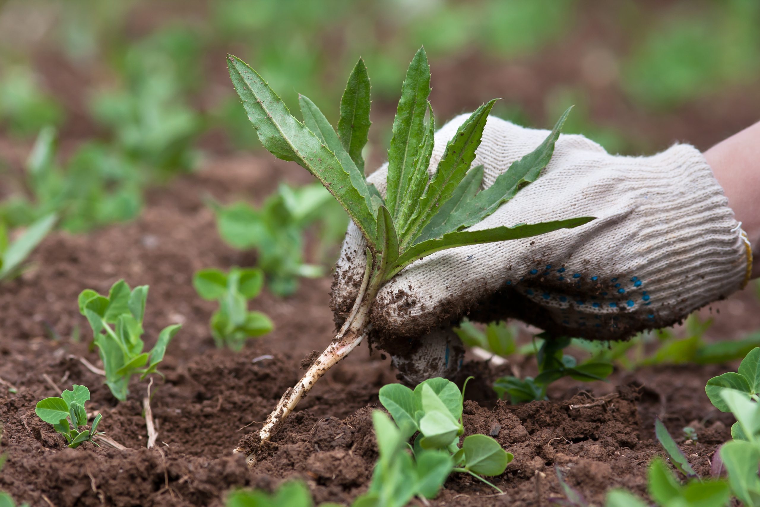 weeding in the vegetable garden, closeup