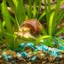 How To Get Rid of Snails In an Aquarium