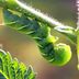 The Fascinating Tale of the Tomato Hornworm Life Cycle