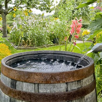 Rain barrel in the garden