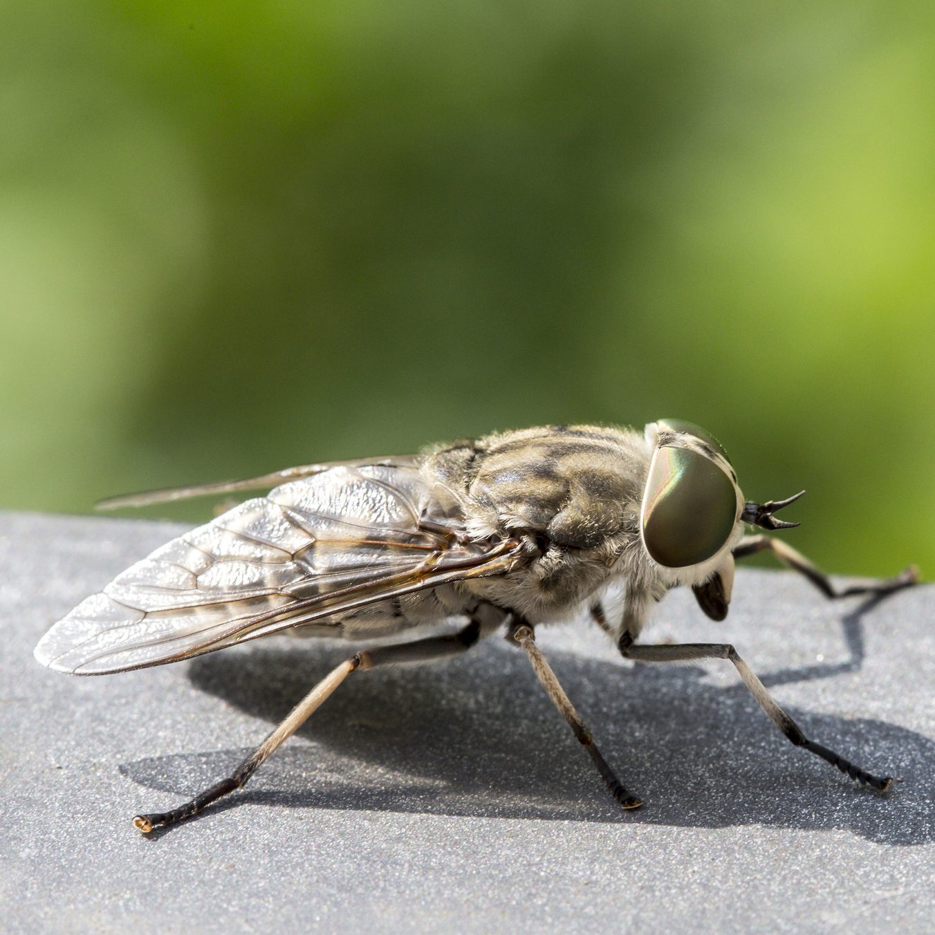 Closeup of a horsefly