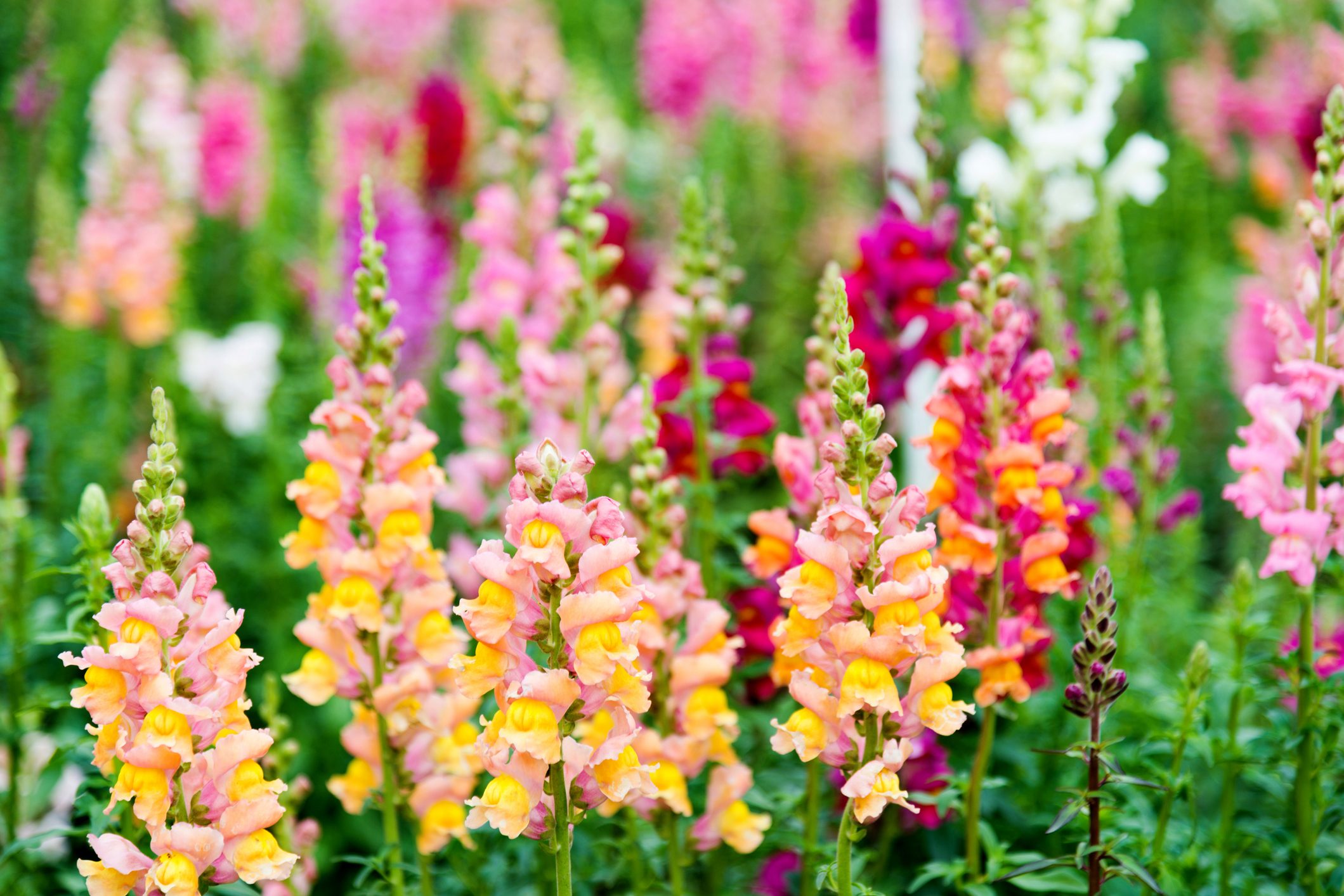 Snapdragon flowers in a garden