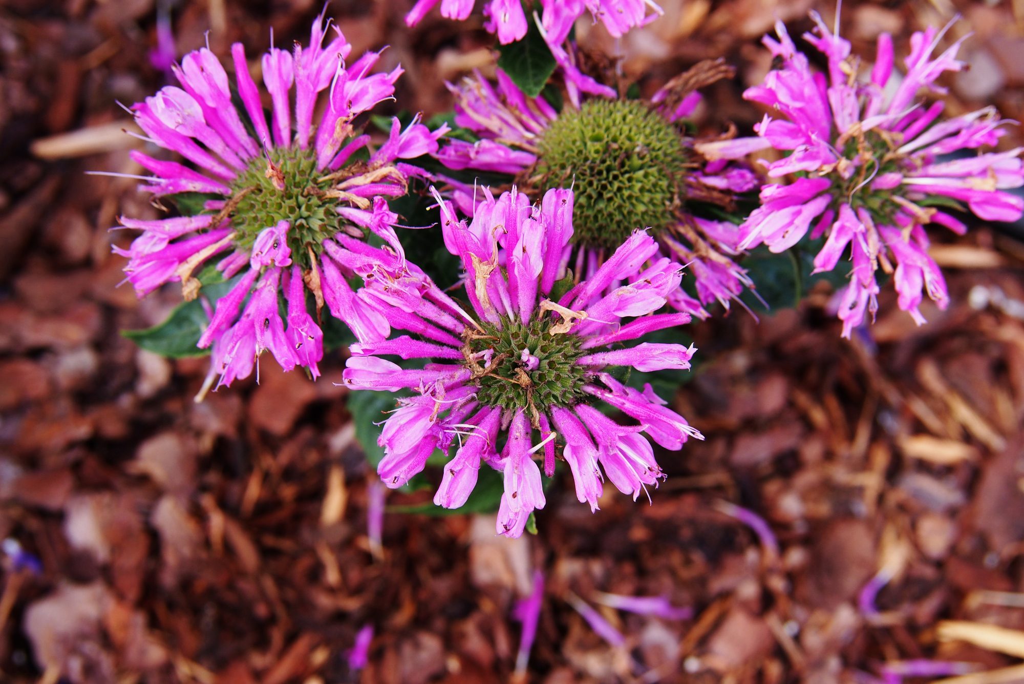 Monarda 'Petite Delight' (bee balm, horsemint, oswego tea, bergamot)