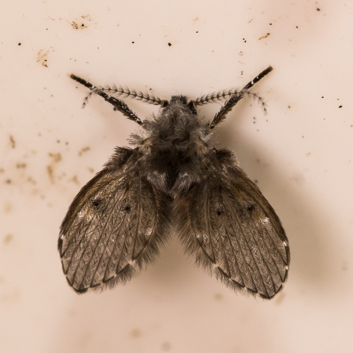 Drain Fly