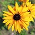 10 Types of Daisies for Your Perennial Garden