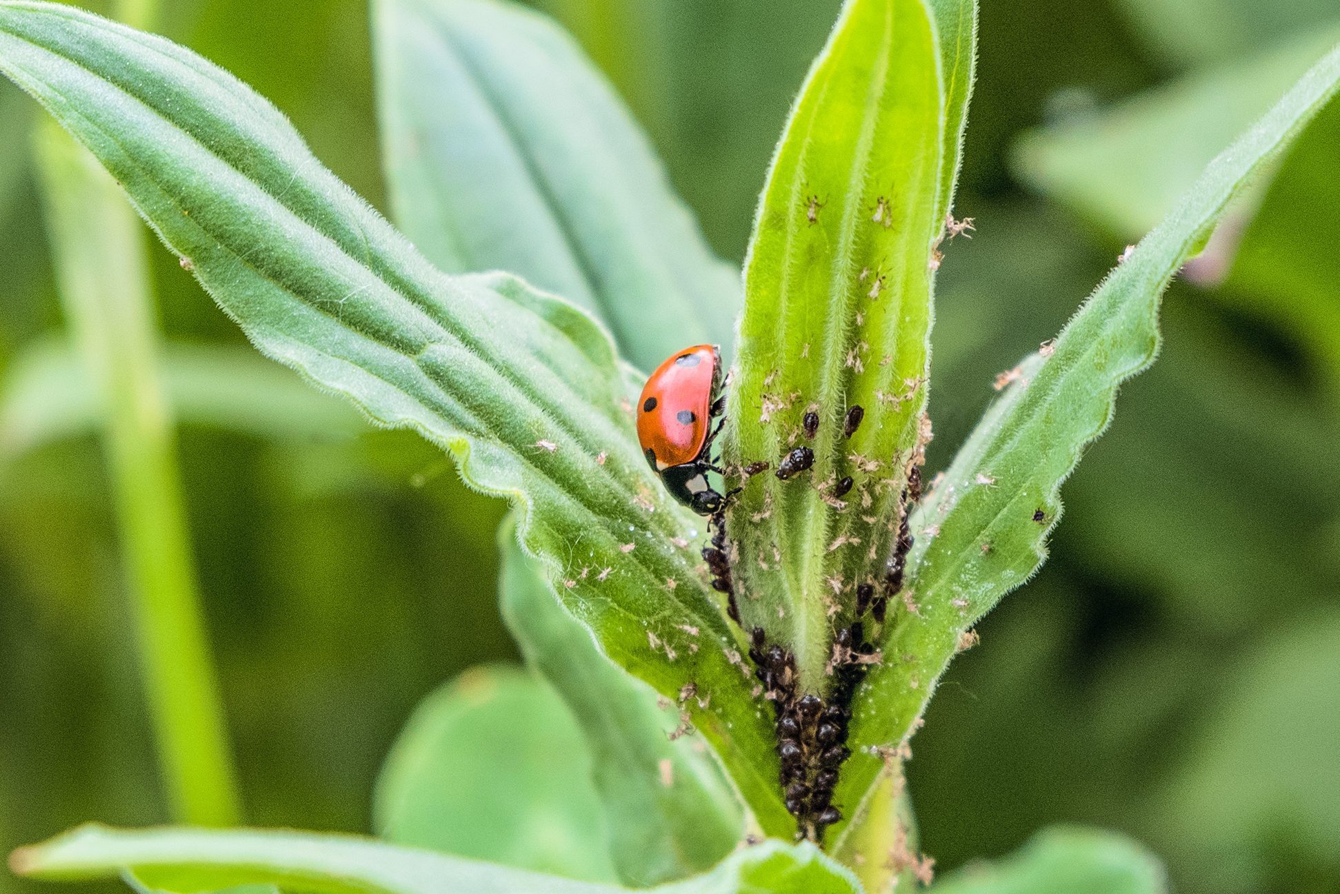 Red spotted ladybug eating aphid in the wild