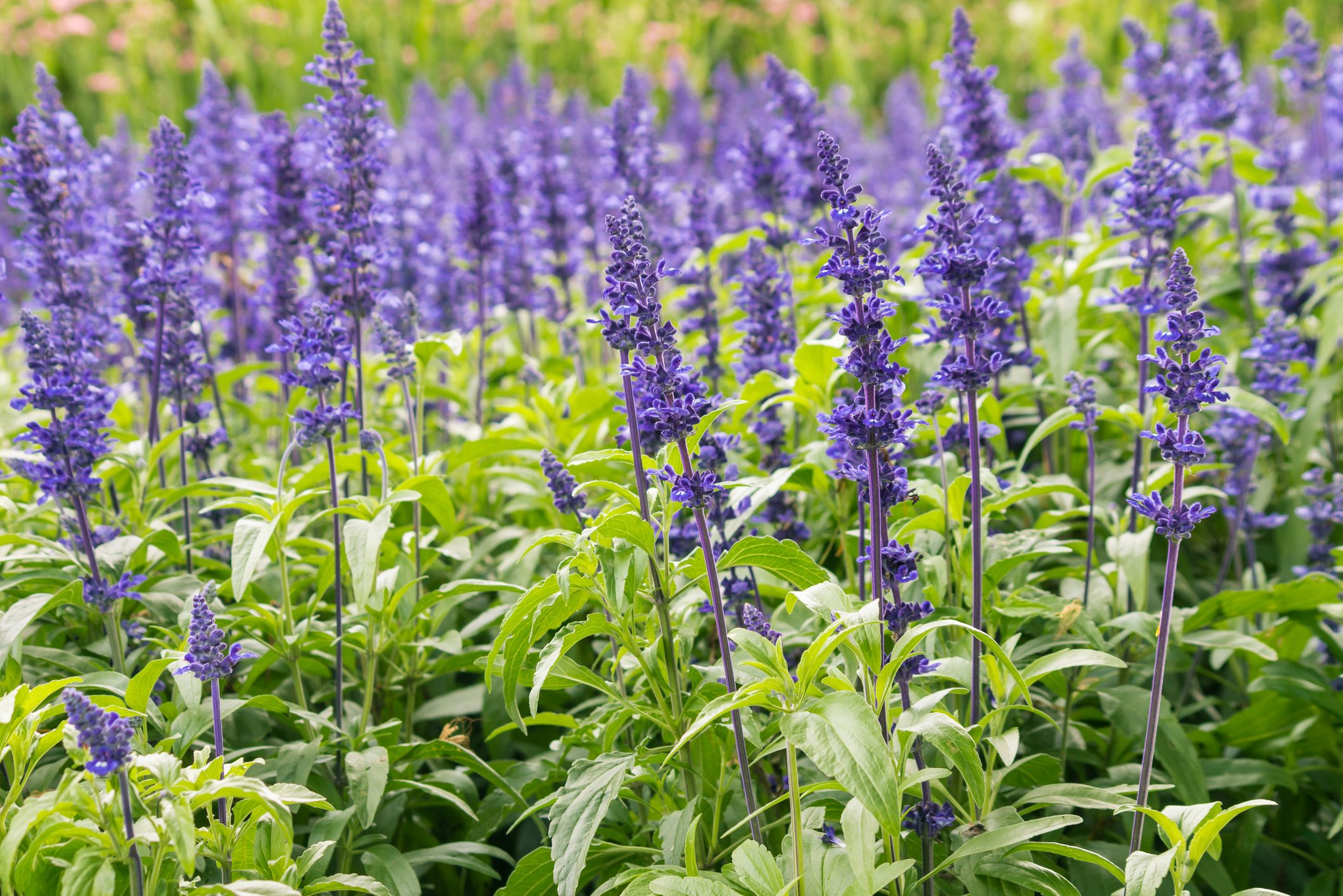 blue salvia flowers