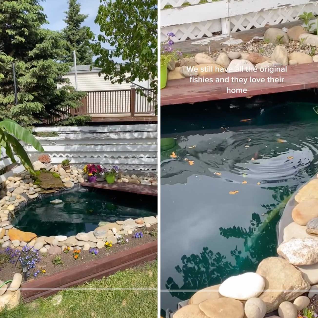 Hot Tub Koi Pond Via Tiktok