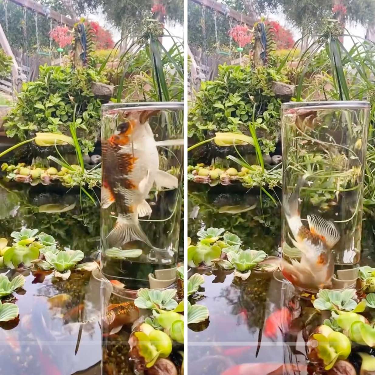 Observation Tower Koi Pond Via Tiktok 2