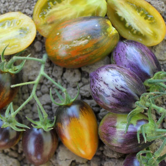 Tomato 'Brad's Atomic Grape'