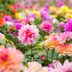 8 Gorgeous Dahlia Colors for Standout Summer Gardens
