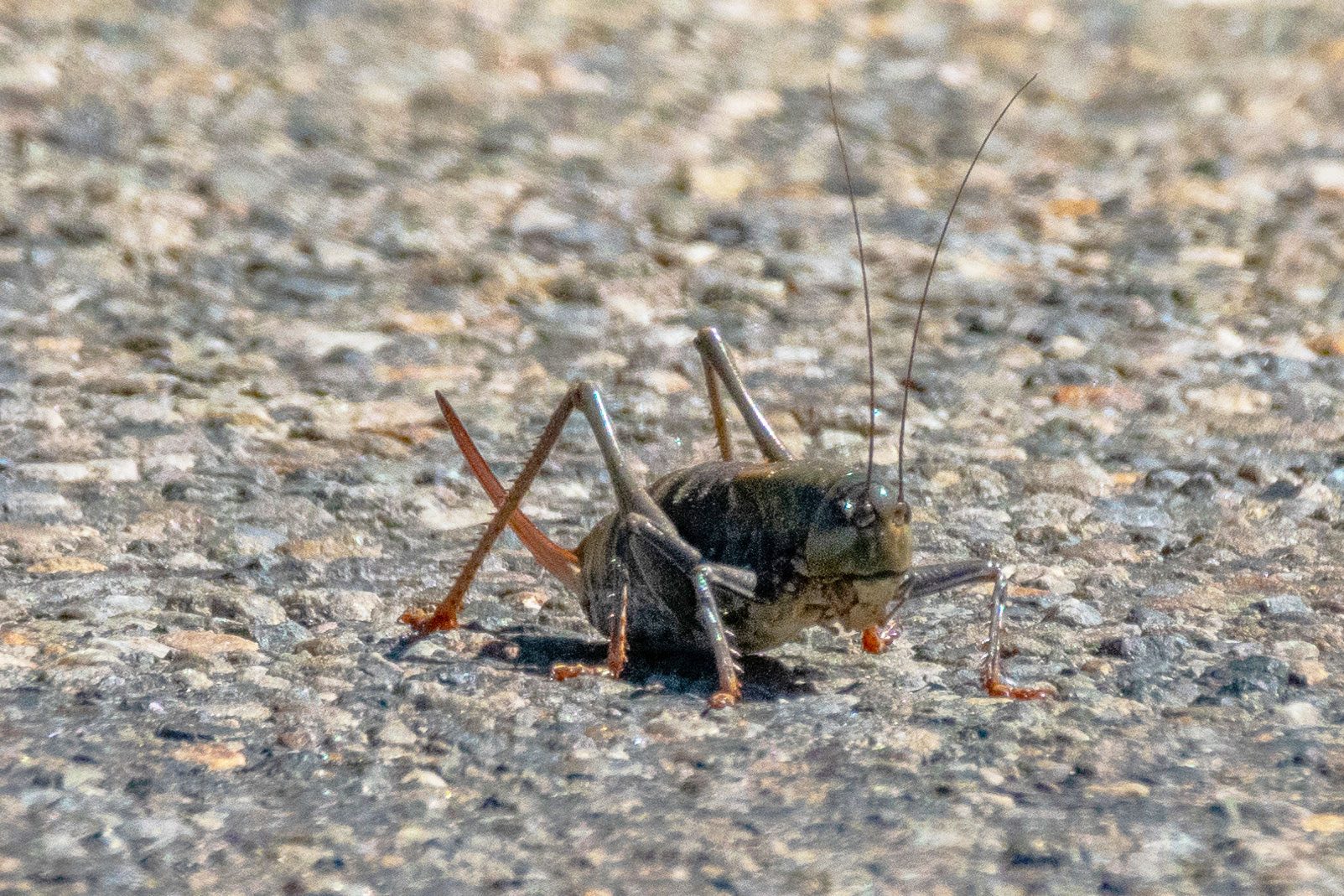 Mormon Cricket Sitting on Road