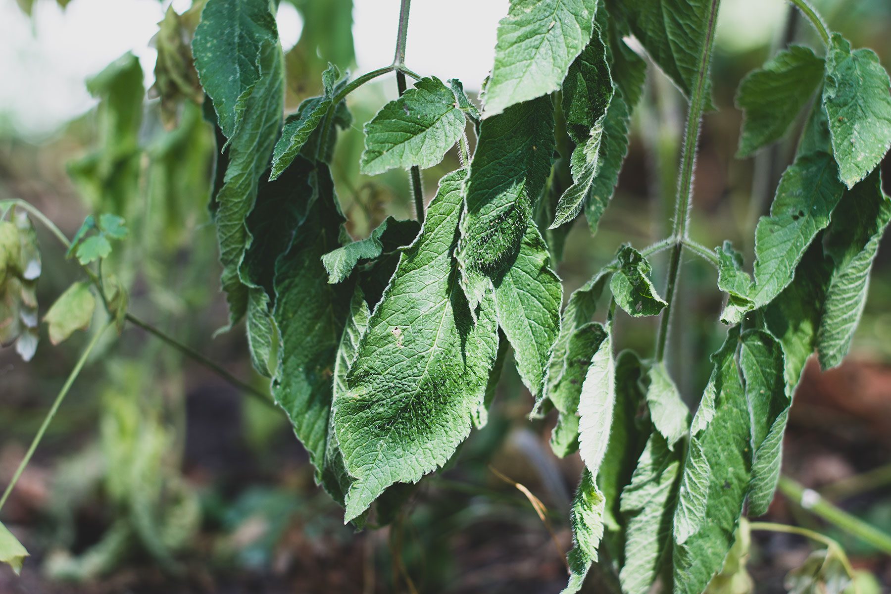 Wilted garden plants in extreme heat