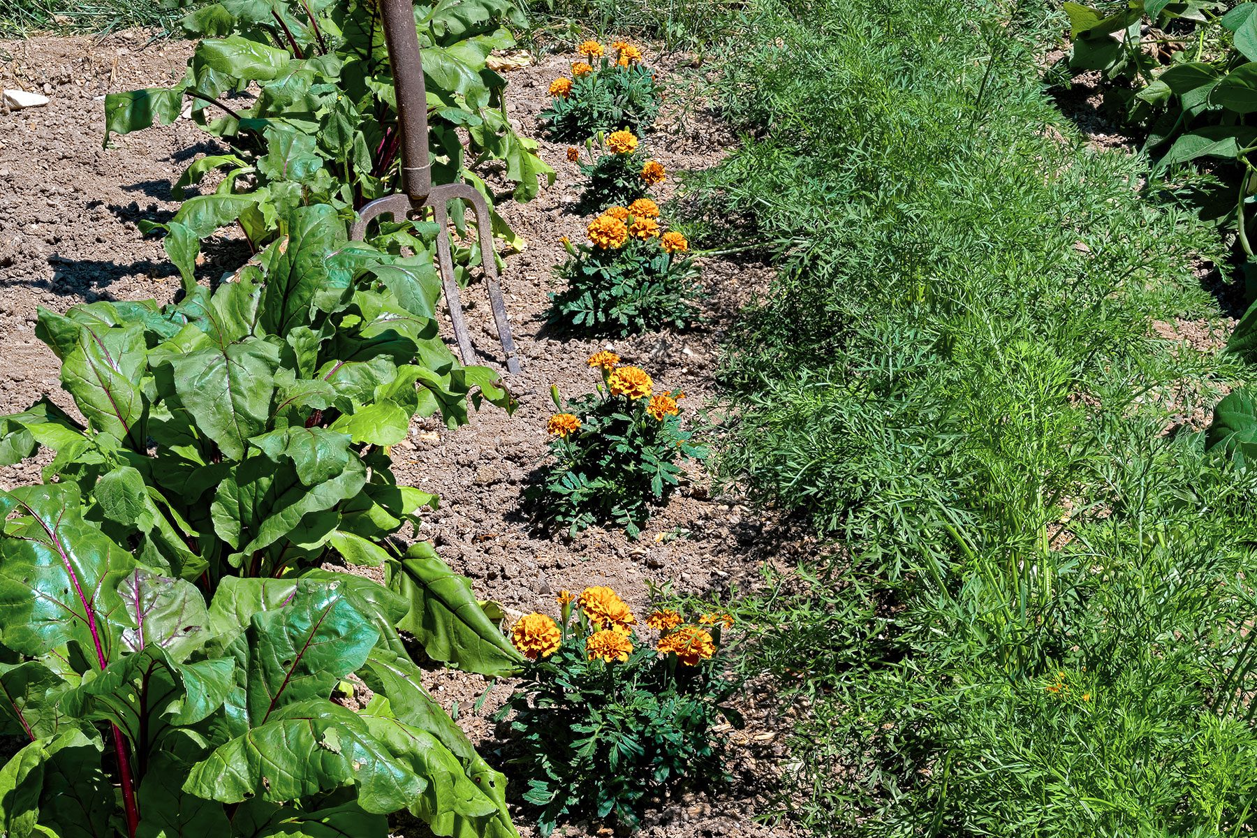 Marigold Flower Plants Nestled Between Red Beet, Carrot And Green Bean Plants