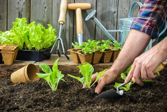 Farmer planting young seedlings of lettuce salad in the vegetable garden