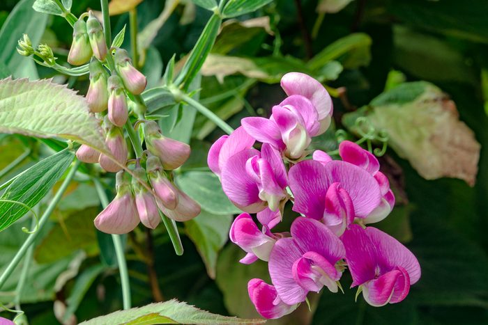 Everlasting sweet pea