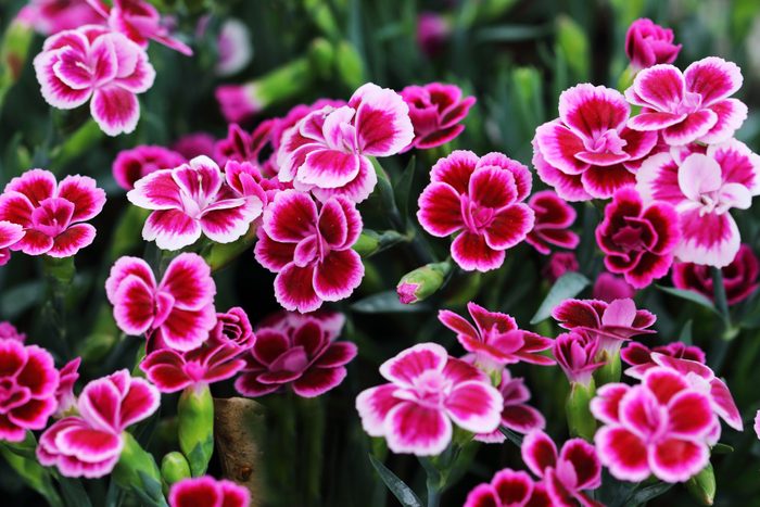 Dianthus Pink Kisses has enchanting carnation scent and beautiful color flowers