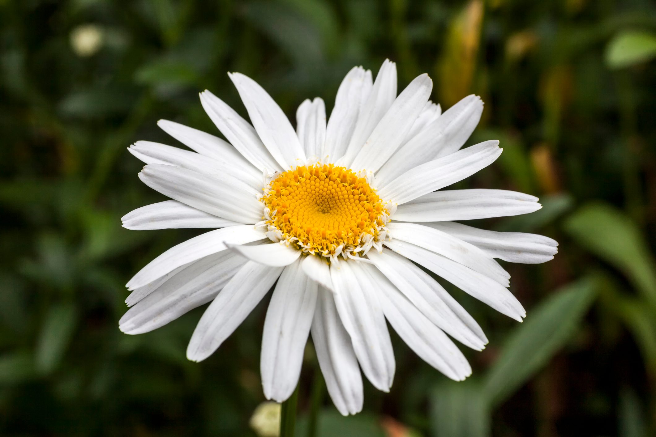 Leucanthemum x superbum 'Wirral Supreme'