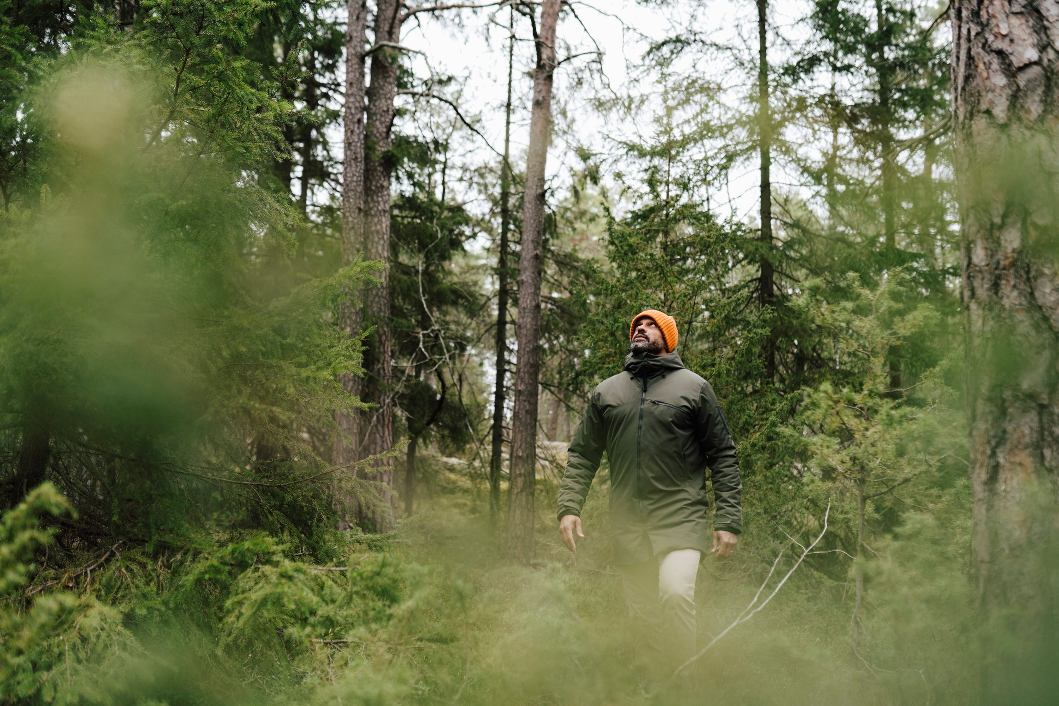 Mature man looking up while exploring amidst trees in forest