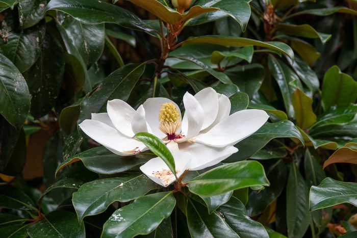 Detailed View Of White Magnolia Flower
