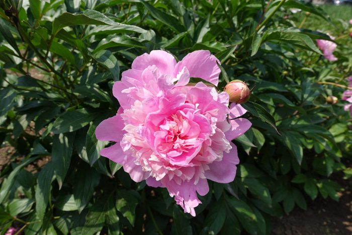 Beautiful pink flower of common peony in June
