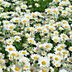 Growing Shasta Daisies: Everything You Need To Know