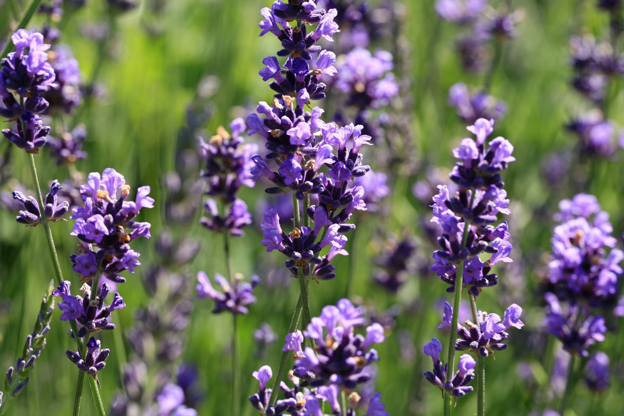 Macro Purple lavender flower.