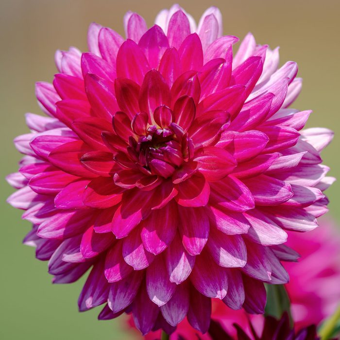Dahlia flowers in bloom in garden in South Carolina in September