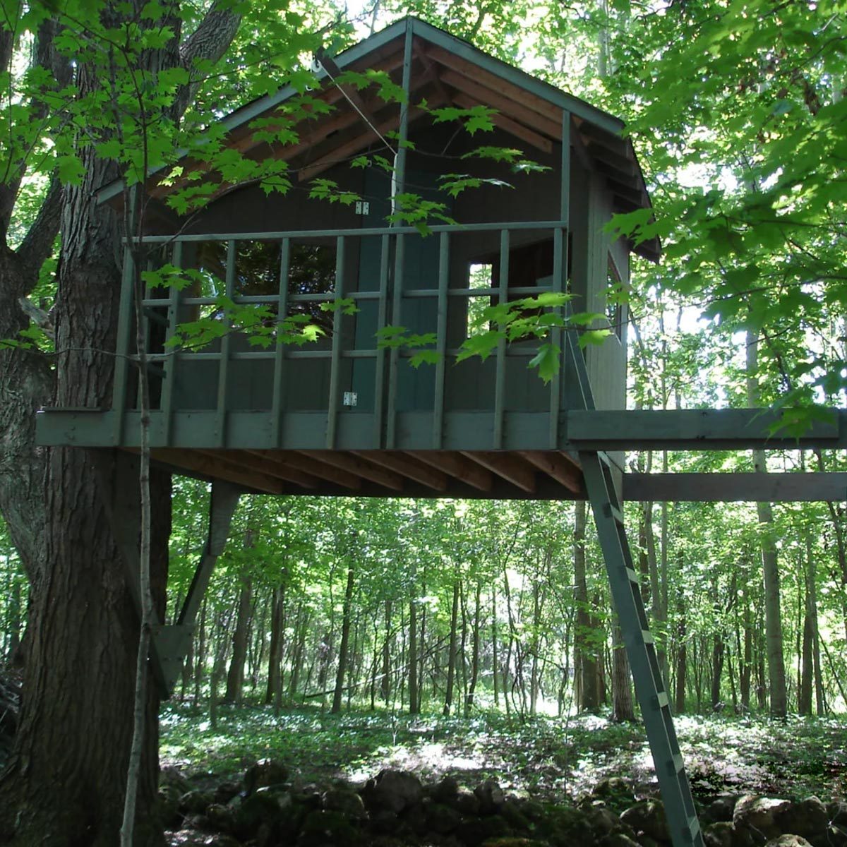 Zelkova Treehouse