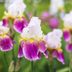 A Guide for Growing Bearded Iris