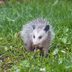 How Opossums Help Your Yard and Your Health