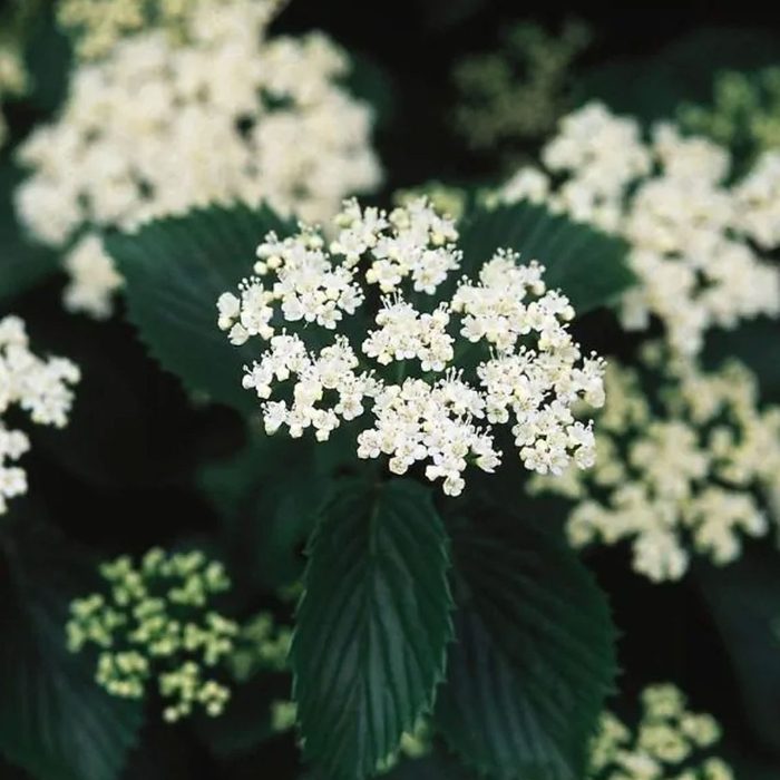 Arrowwood Viburnum