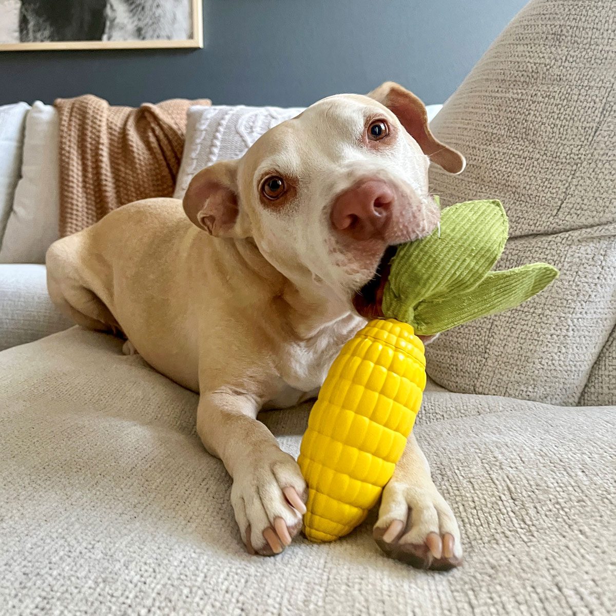 Dog Chewing Barkbox Super Chewer