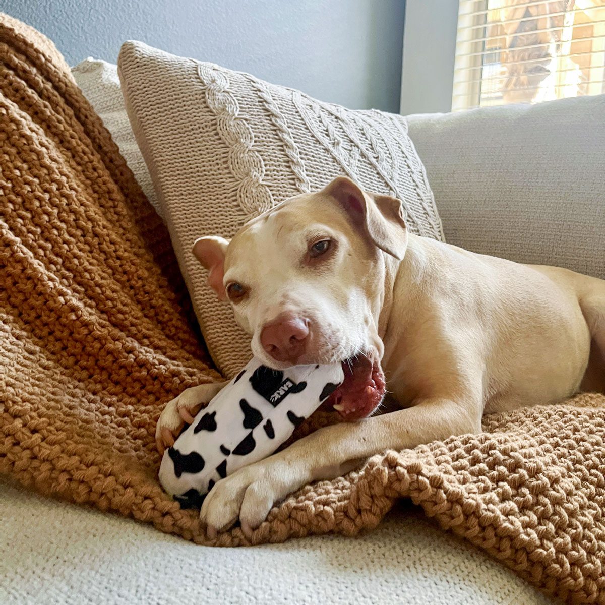 Dog Chewing Barkbox Super Chewer