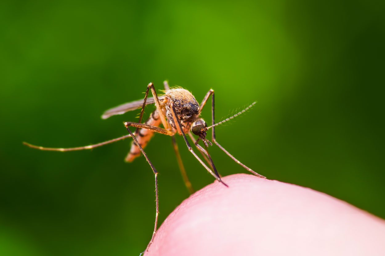 Mosquito Insect Bite on a Vibrant Greenery Background